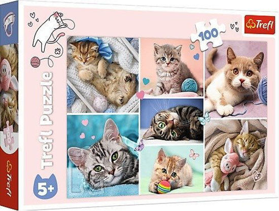 Image de PUZZLES IN THE CAT WORLD 16420