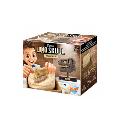 Image de Museum dino skull - T- Rex 2130