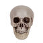 Image de TETE DE MORT POUR HALLOWEEN