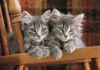 Image de PUZZLE 500 PIECES KITTENS