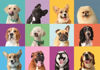 Image de Puzzle 300 pièces FUNNY FACES