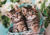 Image de Puzzle 60 pièces LOVELY KITTY